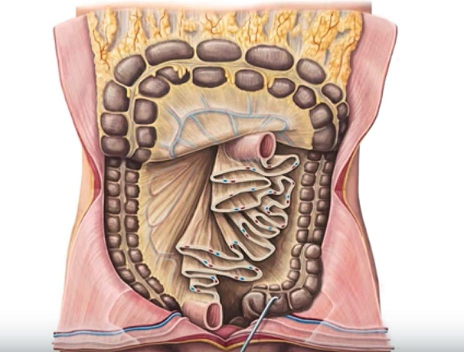 You Have an Organ Scientists Knew Nothing About... Until Now!