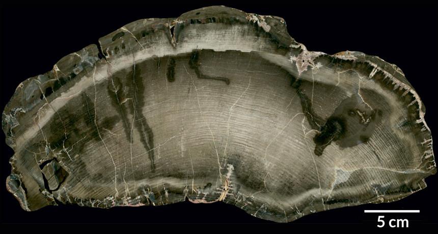 Ancient Tale of Sun’s Behavior Revealed By Tree Rings